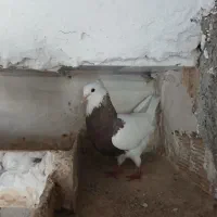 فروش چن عددکبوتر|پرنده|دهدشت, |دیوار