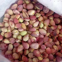 پسته تازه و خندان