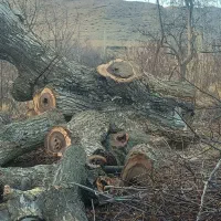 چوب|عمدهفروشی|شیروان (خراسان), |دیوار