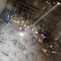 کبوتر فروشی