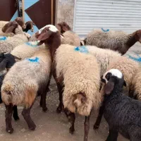 گوسفند شیشک جوان بابره|حیوانات مزرعه|سنندج, |دیوار