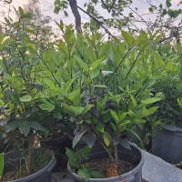 یاس هلندی سطل ۱۰