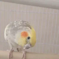 عروس هلندی سالم دستی|پرنده|طرقبه, |دیوار