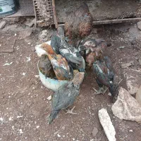 جوجه لاری افغان با مرغ