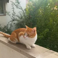 واگذاری گربه