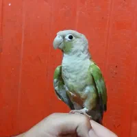 طوطی گرینچیک