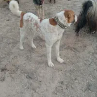 گله ی بشرط|سگ|آبکوه, |دیوار