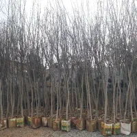 درخت|گل و گیاه طبیعی|احمدآبادمستوفی, |دیوار