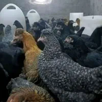 فروش بالای ۵۰ تا