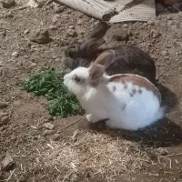 خرگوش