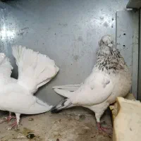 کبوتر رنگی|پرنده|خرمشهر, |دیوار