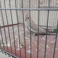 عروس هلندی وایت نر