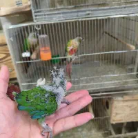 جوجه گرینچیک و عروس هلندی|پرنده|شاهین‌شهر, نظامی|دیوار