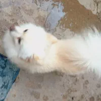 پامرین روباهی