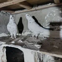 کبوتر سفید یا شازده قرمز پرشی