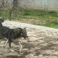 واگذاری رایگان سگ باغ