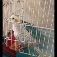 گمشده محدوده 60 متری