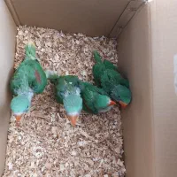 جوجه سرلاکی شاه طوطی وملنگوسرلاکی