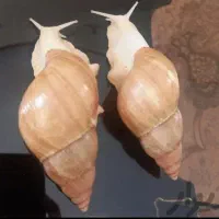 حلزون آلبینو
