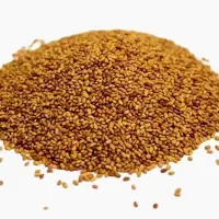 فروش بذر یونجه و شبدر و شنبلیله
