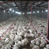 کارگر مرغداری