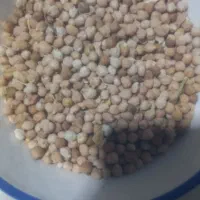 نخود دیم امسالی
