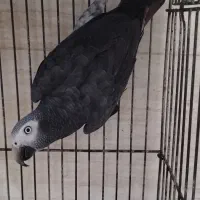 کاسکو|پرنده|رشت, کوی جام جم|دیوار