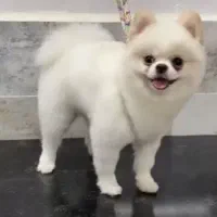 پدر و‌پسر یکی بخر دو تا ببر|سگ|فردیس, دهکده|دیوار