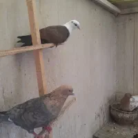 دوتا جوجه کربلایی نر یک پر انداخته|پرنده|مشهد, وکیل‌آباد|دیوار