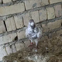 200|پرنده|کوهدشت, |دیوار