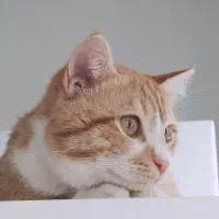 واگذاری گربه