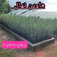 انواع نهال زیتون ممتاز