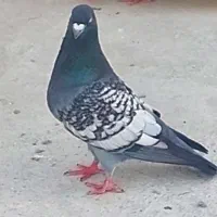 طاووسی واسکندرون