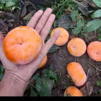 خرمالو سردرختی شیرین وخوشمزه|حراج|قرق, |دیوار