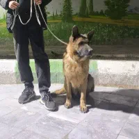سگ ژرمن تربیت شده
