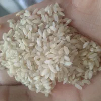 انواع برنج به شرط پخت و نیم دانه و انواع حبوبات