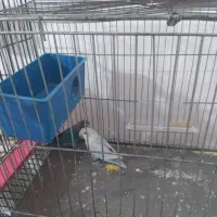 طوطی برزیلی|پرنده|هشتگرد, شهرک ریحانه|دیوار