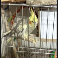 بچه سرلاکی و بالق
