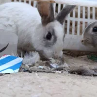 یه جفت خرگوش خانگی