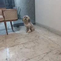 واگذاری سگ آپارتمانی|سگ|تهران, فاطمی|دیوار