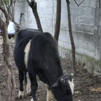 فروش کلچه تالشی