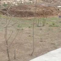 فروش کود گاوی