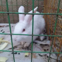 خرگوش سفید گم شده