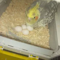 عروس هلندی|پرنده|سیرجان, |دیوار