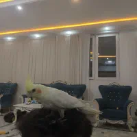 عروس هلندی|پرنده|اسفراین, |دیوار