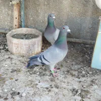 ۷تا سبز کهنه و جوجه