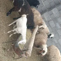 میش معاوضه با گاو یا گوساله