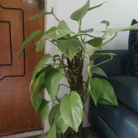 پتوس و انواع گیاهان اپارتمانی|گل و گیاه طبیعی|بندر ماهشهر, |دیوار