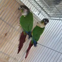 جفت گرینچیک مولد با جوجه