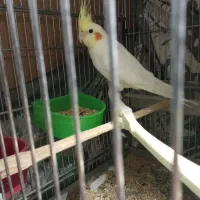 عروس هلندی خوب.